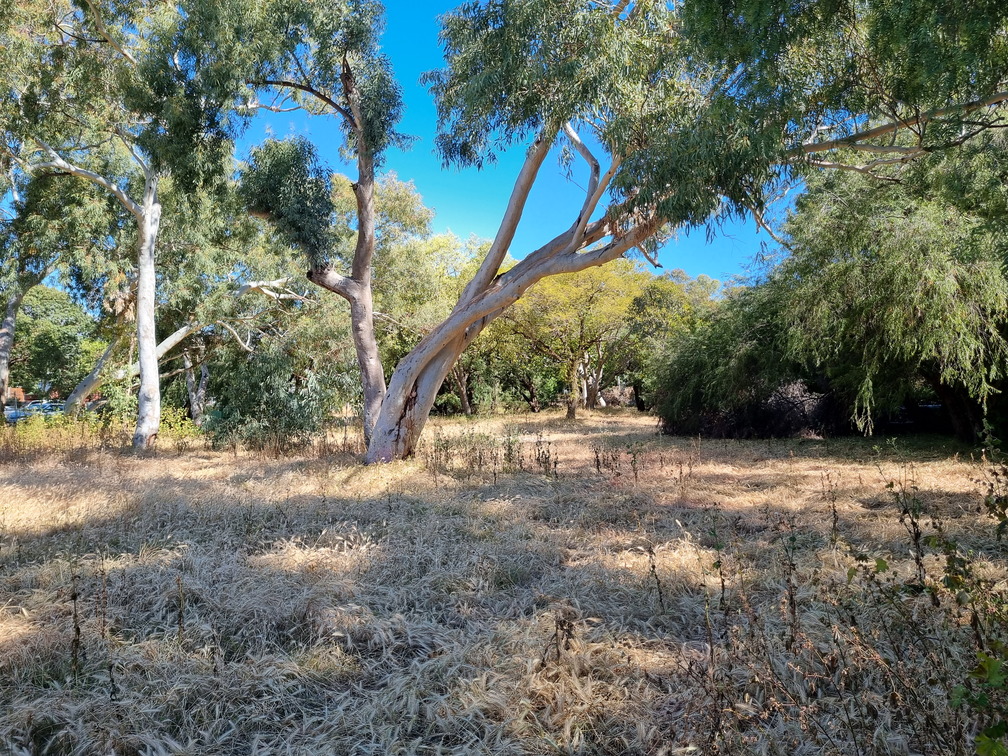 Overgrown Silas Street dog park