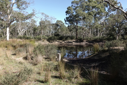 The forest and dam at Edge