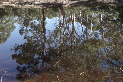 The forest and dam at Edge