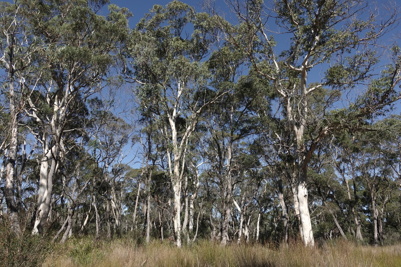 The forest and dam at Edge