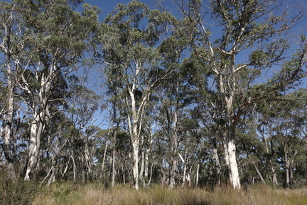 The forest and dam at Edge