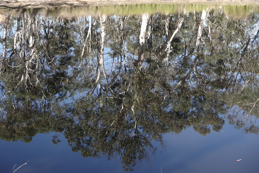 The forest and dam at Edge