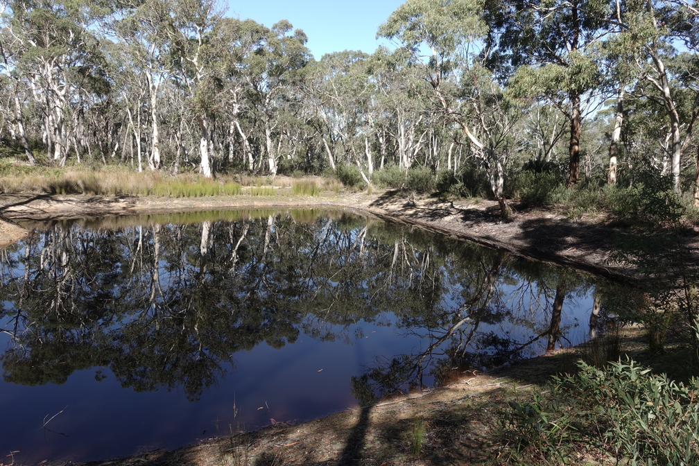 The forest and dam at Edge