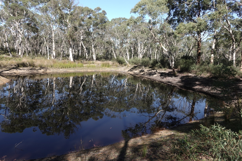 The forest and dam at Edge