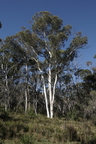 The forest and dam at Edge