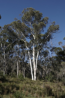 The forest and dam at Edge